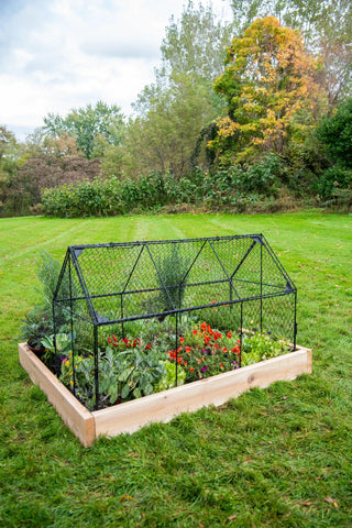  || https://assets.gardeners.com/transform/c95beb4f-02f1-4e22-aea6-6c9370a2e1c5/8614520_0090