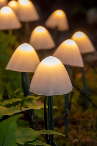  || https://assets.gardeners.com/transform/6683fb04-0dca-4fd7-b1a1-25b683bdd54f/8614529_346