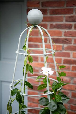  || https://assets.gardeners.com/transform/f377962b-75d3-438b-8a64-562ad077d815/8614541_0010