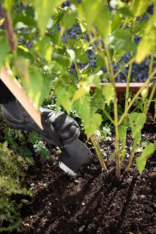  || https://assets.gardeners.com/transform/fbd469dc-ad76-4d49-a6fc-c28bcf40f206/8614554_0053