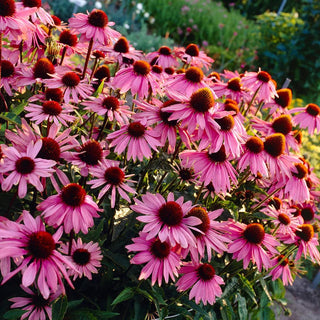  || https://assets.gardeners.com/transform/ac493061-1548-48ca-999d-e081a9e185de/8615074_02V_coneflower-bumble-bee-pollinator-3-roots