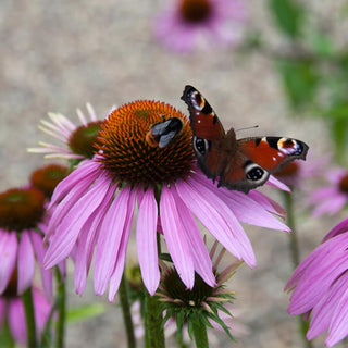  || https://assets.gardeners.com/transform/05a7f5e0-e24e-4386-844d-ad902c8de857/8615074_05V