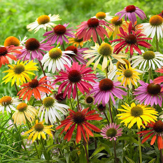  || https://assets.gardeners.com/transform/af313e0d-d1ac-45b8-a74b-ef9a933dc232/8615075_02V_echinacea-cone-flower-mixed-10-roots