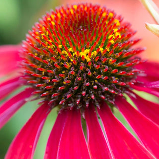  || https://assets.gardeners.com/transform/cadffba8-e4b9-41b7-b87a-25393d0dd696/8615076_02V