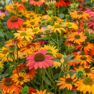  || https://assets.gardeners.com/transform/0f66117d-f8d1-4d04-9db9-adcbf3eaf17f/8615076_03V_echinacea-cheyenne-spirit-5-roots