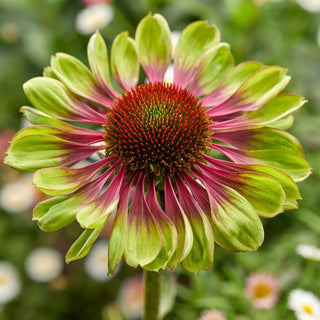  || https://assets.gardeners.com/transform/3f4da4e4-c87d-4f2e-ad69-565ddf5c5bcc/8615078_02V