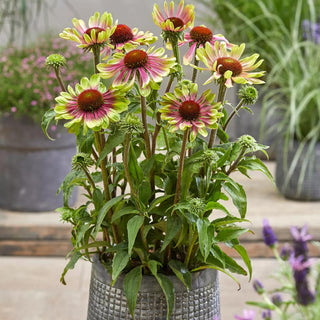  || https://assets.gardeners.com/transform/f2c18599-609a-49d1-acaa-64536b84e616/8615078_03V