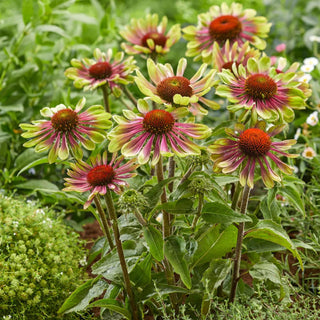  || https://assets.gardeners.com/transform/bad3537d-79c1-43d8-9b33-42aa3b74d1ac/8615078_04V_echinacea-green-twister-3-roots