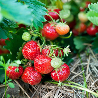  || https://assets.gardeners.com/transform/e666e16e-a49a-4592-82c2-b58b60a05b04/8615079_02V_strawberries-ever-sweet-20-roots