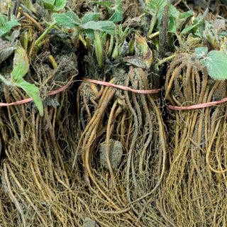  || https://assets.gardeners.com/transform/295c346e-73f3-4728-b0de-6145a75f9c95/8615079_03V
