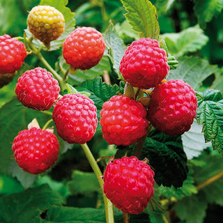  || https://assets.gardeners.com/transform/eb7f6958-d055-42e6-9526-988527363b05/8615080_03V_raspberry-latham-red-1-plant