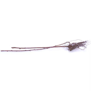  || https://assets.gardeners.com/transform/04f00c6b-b978-4997-b568-782e1eb0267e/8615080_04V