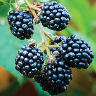  || https://assets.gardeners.com/transform/edb546fe-d531-4404-a5b7-cb597d314559/8615081_03V_blackberry-thornless-triple-crown-1-plant