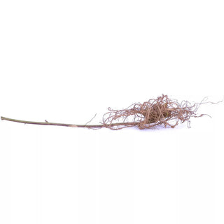 || https://assets.gardeners.com/transform/0c2c185d-7e7c-42e7-9d27-01074bfdb4d4/8615081_04V