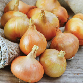  || https://assets.gardeners.com/transform/3dec19f1-fce7-40d5-9c3c-104f9abcfc36/8615086_03V_onion-sets-yellow-250-bulbs