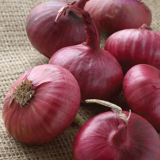  || https://assets.gardeners.com/transform/7ec944cc-6c4d-4e01-a838-078dda725f88/8615087_03V_onion-sets-red-250-bulbs