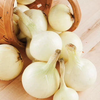  || https://assets.gardeners.com/transform/0c659ce1-054e-41e3-b61e-5837331727bc/8615088_03V_onion-sets-white-250-bulbs