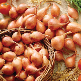  || https://assets.gardeners.com/transform/6f4b8558-14be-4526-9ef4-7c54f958626e/8615089_03V_dutch-shallots-yellow-25-bulbs