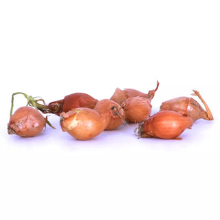  || https://assets.gardeners.com/transform/fe773c0a-89db-41b5-a808-7b2e2da70364/8615089_04V