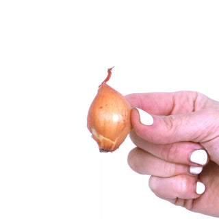  || https://assets.gardeners.com/transform/6657365a-9e7f-4331-b959-bb136b411ed1/8615089_05V