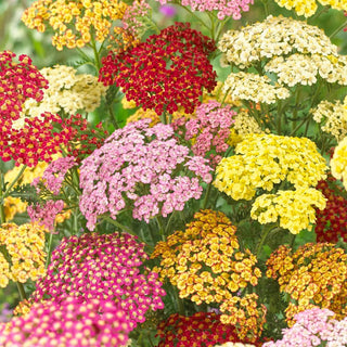  || https://assets.gardeners.com/transform/0019e314-52e8-4496-90ef-fc3f277d22ee/8615090_01V
