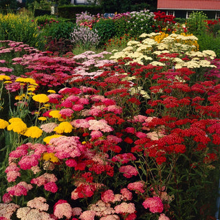  || https://assets.gardeners.com/transform/43cdbe2e-efed-42f5-9025-d0451c51d024/8615090_02V_yarrow-mixed-5-roots