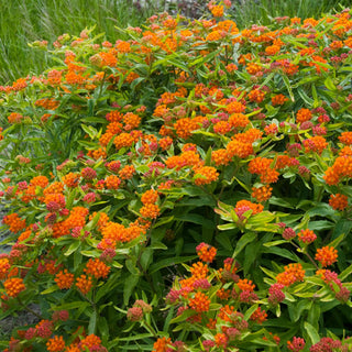  || https://assets.gardeners.com/transform/c0ed9889-bf82-43b0-846a-4f5bd9f12569/8615091_02V_milkweed-tuberose