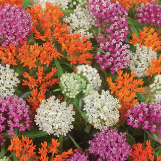  || https://assets.gardeners.com/transform/d41f066c-472b-4bf1-adfd-1200a3e5e6b7/8615092_05V_milkweed-sweet-monarch-blend-9-roots