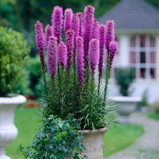  || https://assets.gardeners.com/transform/3af41de7-b67f-4154-a69f-d9ca08c743f5/8615094_01V_1120_blazing-star