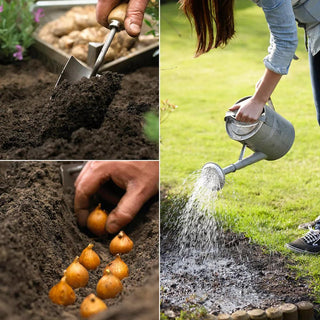  || https://assets.gardeners.com/transform/2b3e8c47-4c3a-4549-aa1d-e84e87558ea0/8615094_02V_1120