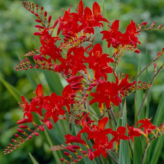  || https://assets.gardeners.com/transform/ff5f5f85-a6d0-4478-ad80-39a482a03828/8615095_02V_1120_crocosima-luficer