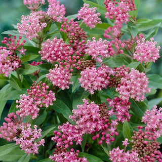  || https://assets.gardeners.com/transform/effa9785-c606-458e-814e-6eeb457c579e/8615097_02V_1120_milkweed-cinderella-3-roots