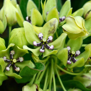  || https://assets.gardeners.com/transform/49c0e3a2-5750-4507-8001-bc00ecb3a8ff/8615098_03V_1120_milkweed-green-beauty-3-roots