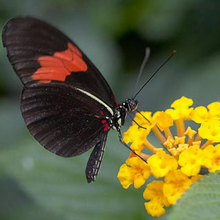  || https://assets.gardeners.com/transform/a1cd4475-2705-4e4b-9cbb-eae1d4c3b110/8615099_02V_1120