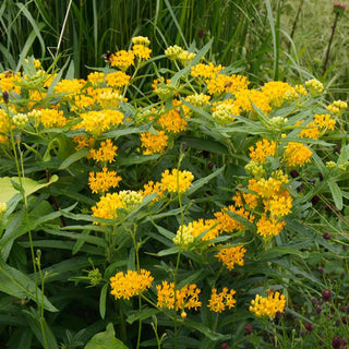  || https://assets.gardeners.com/transform/b44e632a-7910-4910-b107-d5084b618e34/8615099_03V_1120_milkweed-hello-yellow-3-roots
