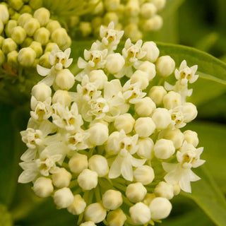  || https://assets.gardeners.com/transform/7806ed56-835e-4ac4-b70b-be4276f2f52b/8615100_02V_1120
