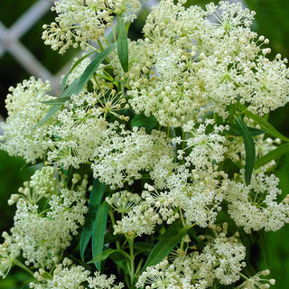  || https://assets.gardeners.com/transform/85a5f235-f7ae-4d59-bb97-4c659801c836/8615100_03V_1120_milkweed-ice-ballet-3-roots