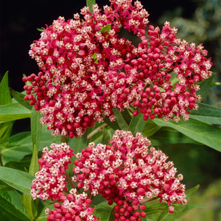  || https://assets.gardeners.com/transform/e40d9926-eb31-42a3-ab0b-93a24e3ed998/8615101_02V_milkweed-incarnata-pink-3-roots