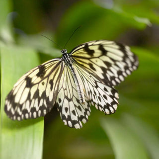  || https://assets.gardeners.com/transform/6a42588d-b230-47e5-b22f-e1912173390c/8615102_02V_1120