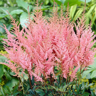  || https://assets.gardeners.com/transform/4a9d10dc-55c5-4fd5-b0eb-979429684f50/8615103_03V