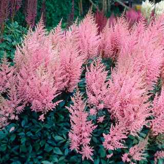  || https://assets.gardeners.com/transform/b8248611-0af6-4f39-bde9-8e2f996a6df4/8615103_04V_astilbe-erika-5-roots