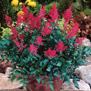  || https://assets.gardeners.com/transform/a1565bc8-78ed-4316-8e1e-23ce3038db39/8615104_02V
