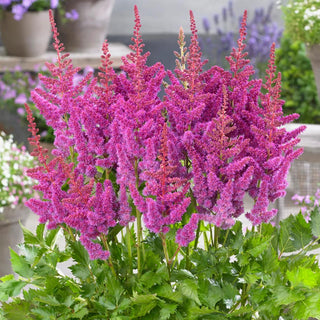  || https://assets.gardeners.com/transform/6e0877b5-20b3-47c7-bace-6cc9837d82ea/8615105_02V_astilbe-visions-3-roots