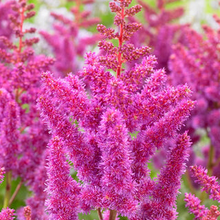  || https://assets.gardeners.com/transform/ca890515-6efa-4b9c-9362-97b51018ec9c/8615105_03V