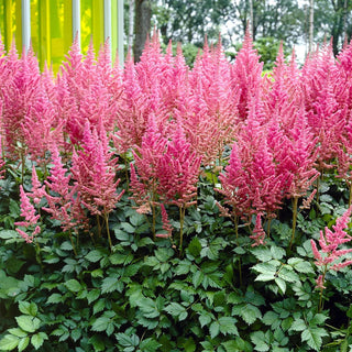  || https://assets.gardeners.com/transform/642476c6-38c5-467a-afc2-c711a73d5c50/8615105_04V