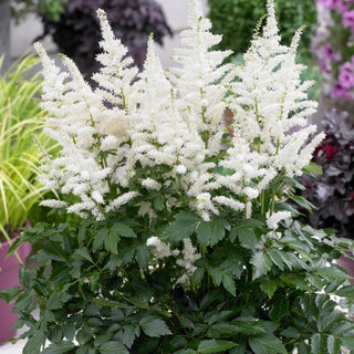  || https://assets.gardeners.com/transform/84400db1-fd6d-4ab5-946e-8c257f096bd0/8615106_03V_astilbe-bridal-veil-5-roots