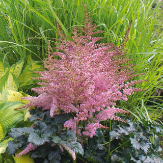  || https://assets.gardeners.com/transform/532f6efa-5255-453c-a517-606d30d43a5a/8615107_02V_astilbe-chocolate-kiss-5-roots