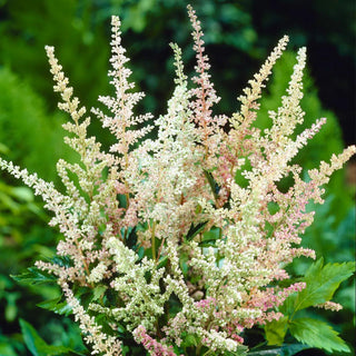  || https://assets.gardeners.com/transform/5b5faf42-85f5-40bd-9f7c-d96618c16644/8615108_02V