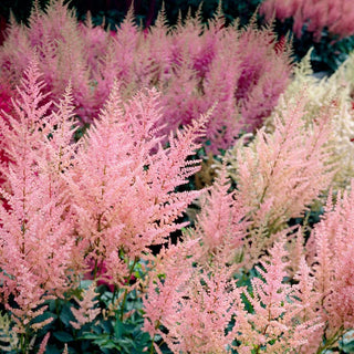  || https://assets.gardeners.com/transform/03710b43-2101-40b5-a9aa-5b3bc310c5c5/8615108_03V_astilbe-everchanging-peaches-and-cream-5-roots