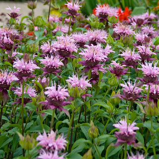  || https://assets.gardeners.com/transform/3fcc9595-e6c9-4c6f-ad0f-a99a91ae17bf/8615109_02V_1120_bee-balm-beauty-of-cobham-5-roots
